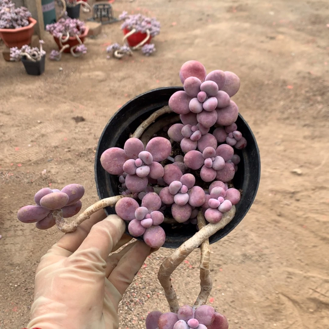 M***刘桃蛋老桩不带盆55号