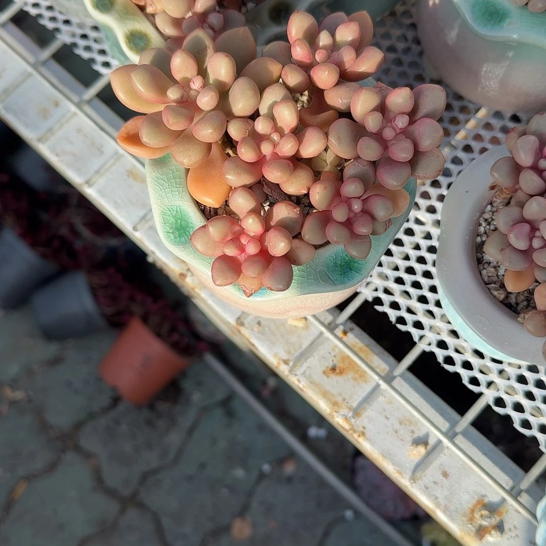 先锋派不带盆多肉植物