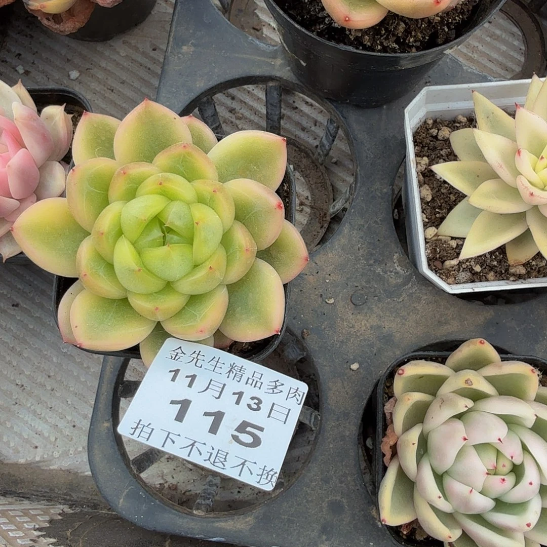 嵐***嵐1113-115晴空珍妮锦