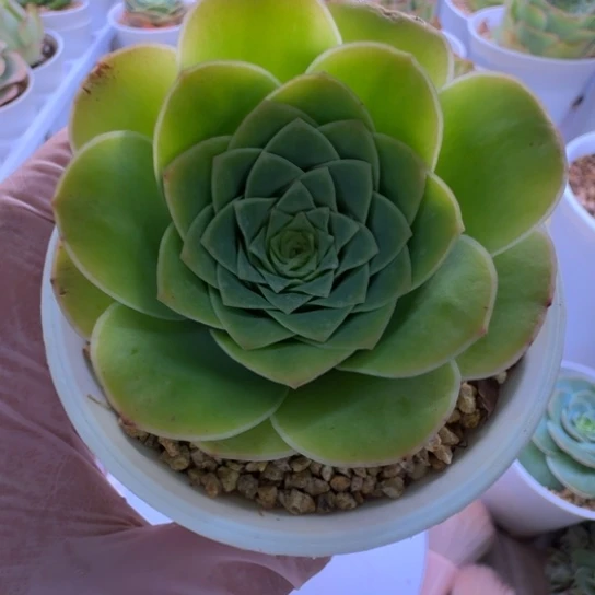 黄金毛帕系列5.5cm