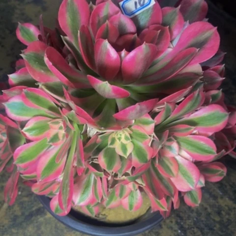 粉女巫多肉植物一物一拍16两单包邮