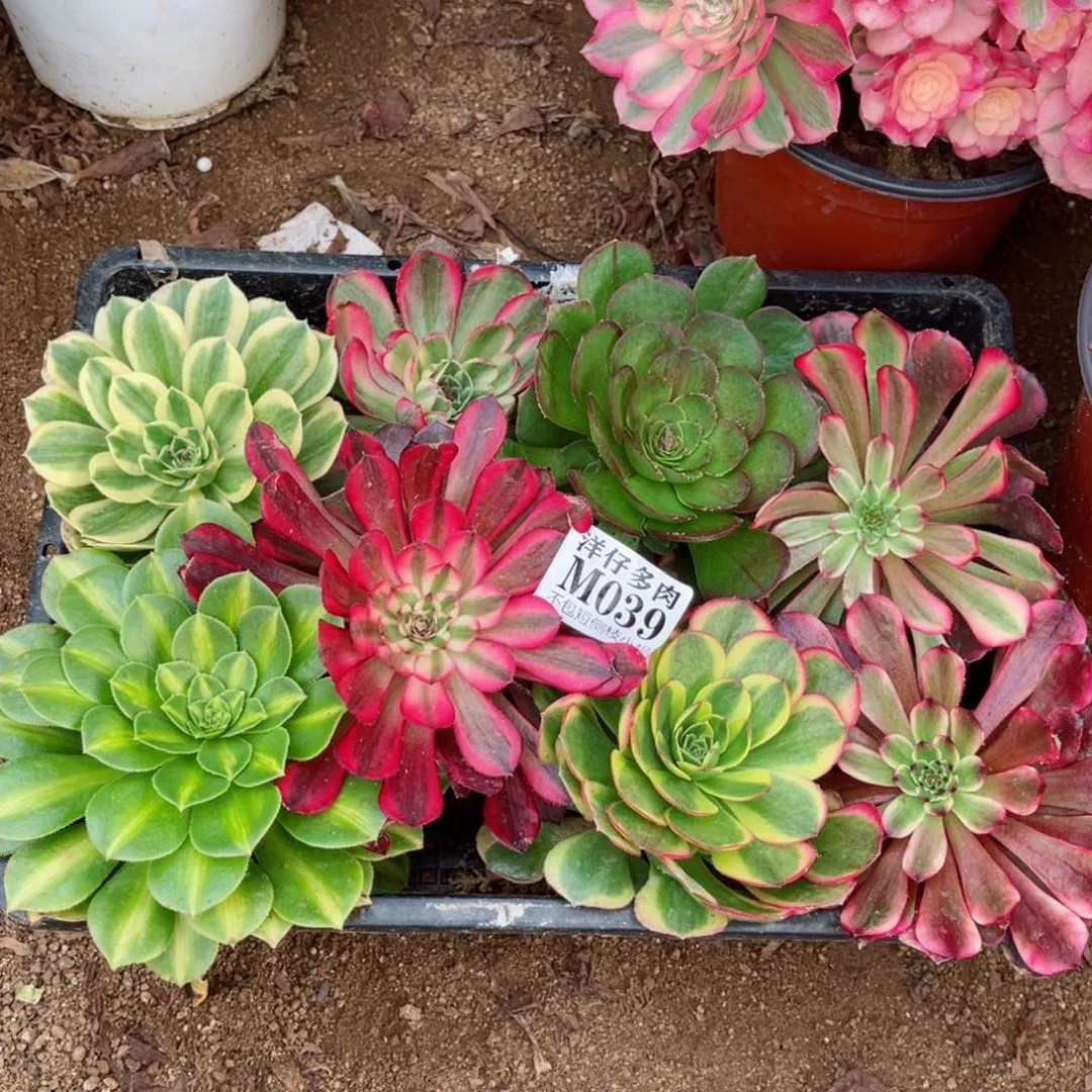 039小苗套餐福利 8颗