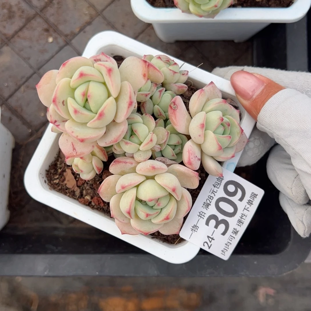 白底香草老桩多肉多肉多肉多肉