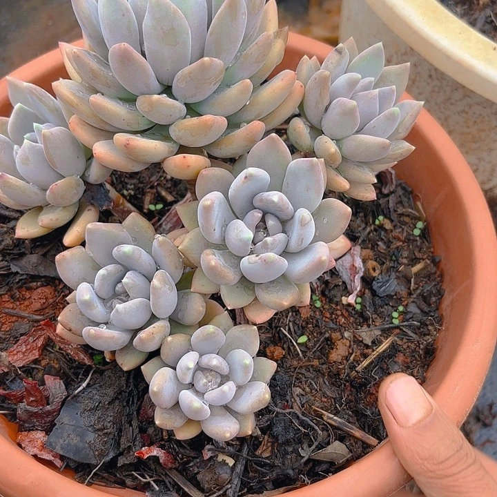 多肉植物。。。。。。。。。。。。。。。。。。。。