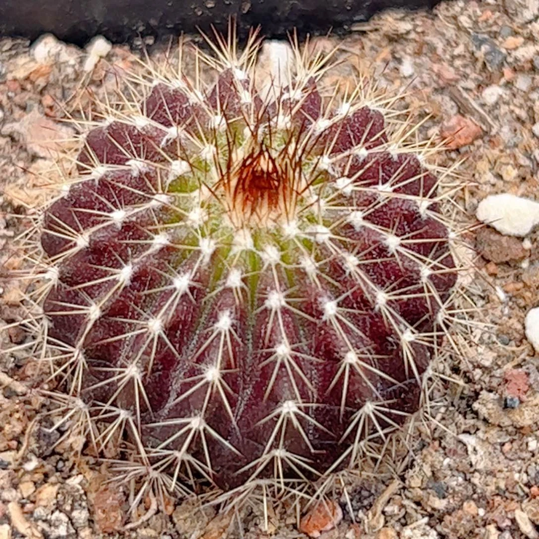 实生 紫皮尤伯球