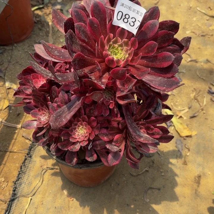 黑铜壶超白锦多肉处理不包断头0837