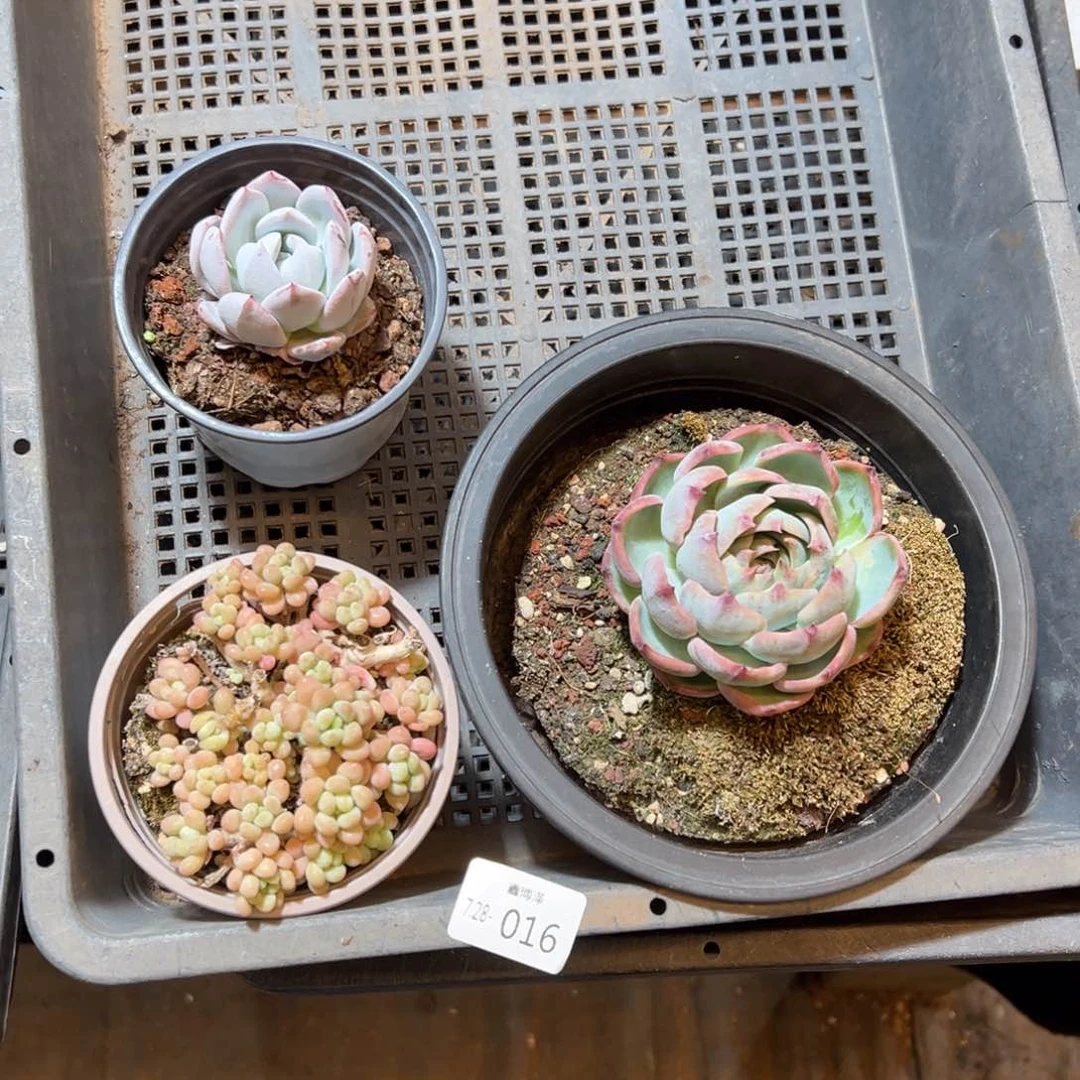 t****?定向7.28-016 一筐 3颗