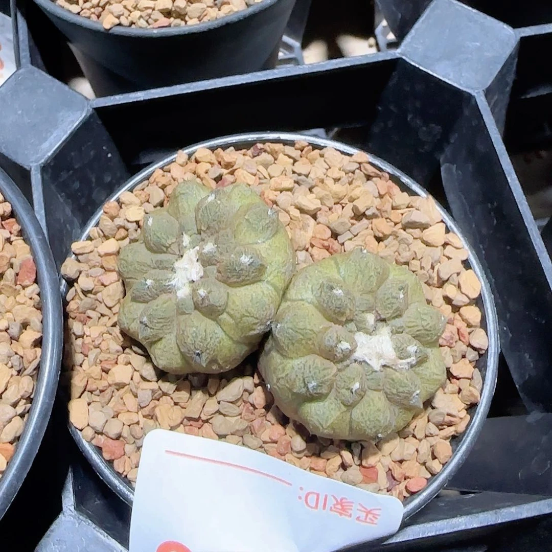 蜥蜴皮 实生仙人球178