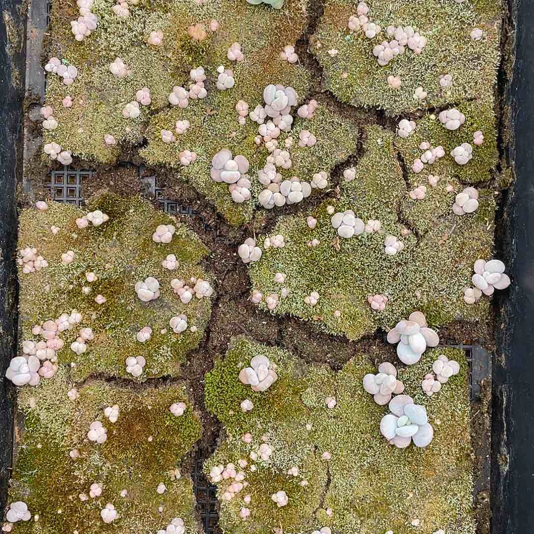 多肉植物多肉植物55