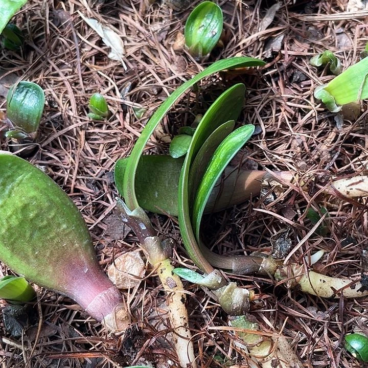 君子以自强自立和立志