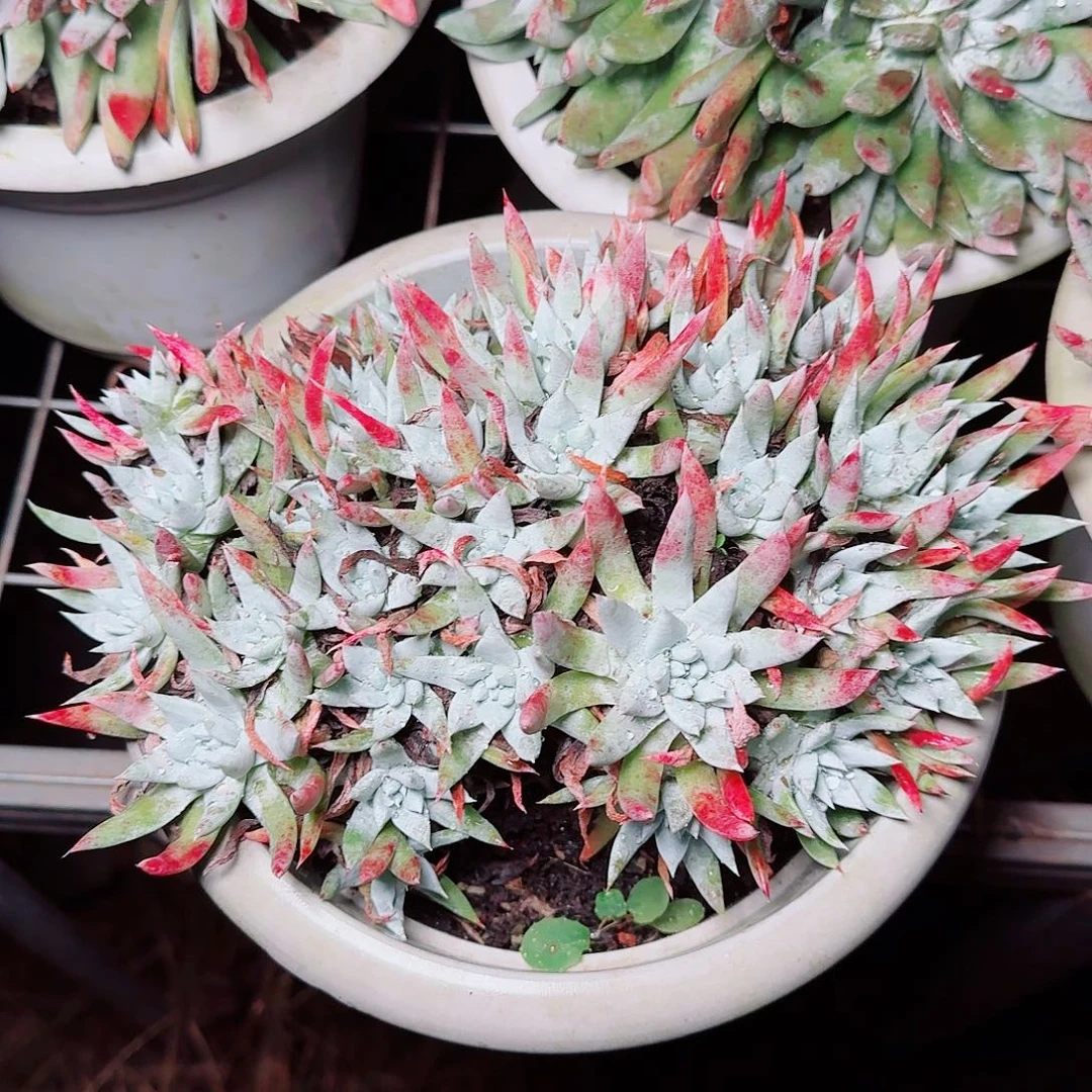 6486雪奴仙女杯多肉