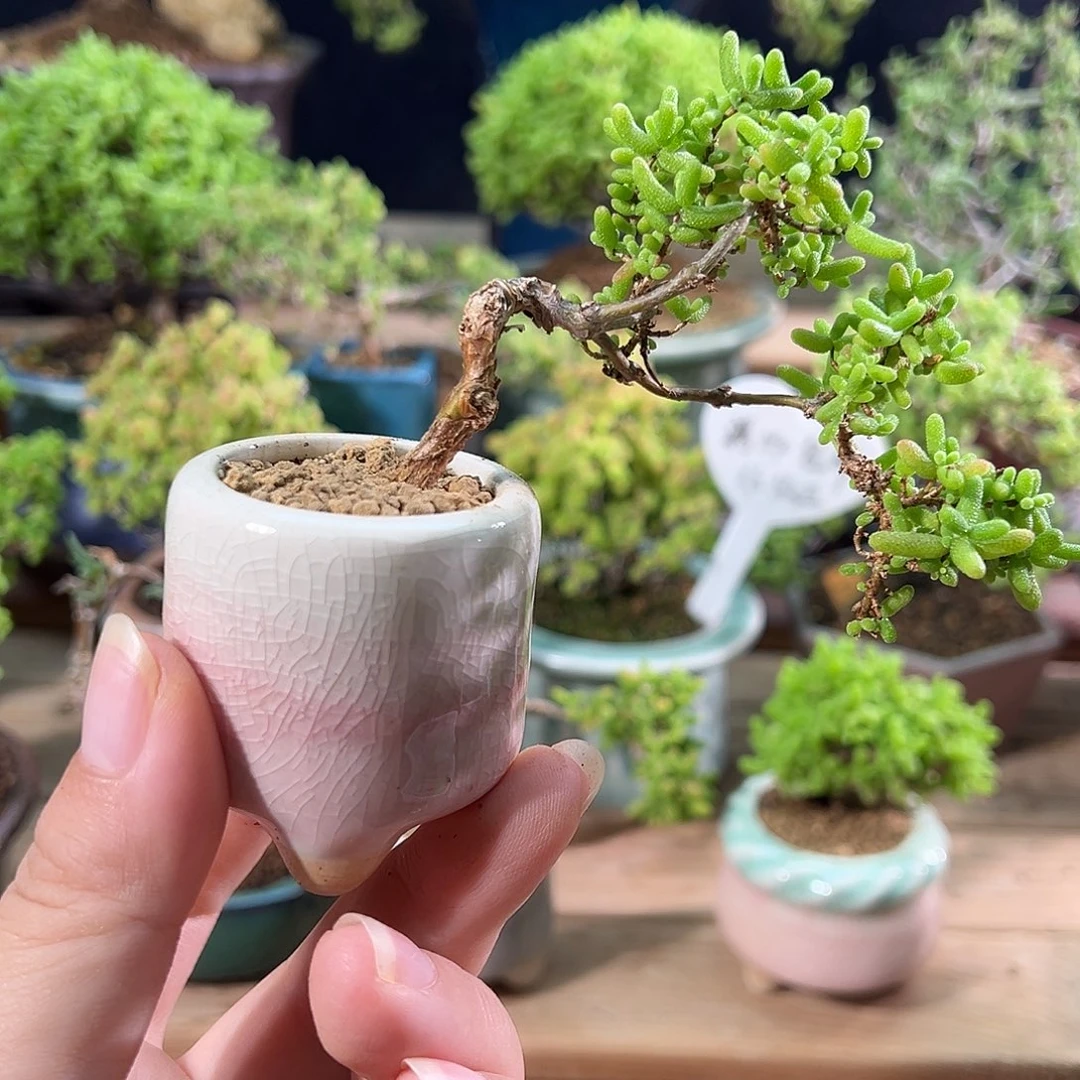 2号蜜橘老桩小精致