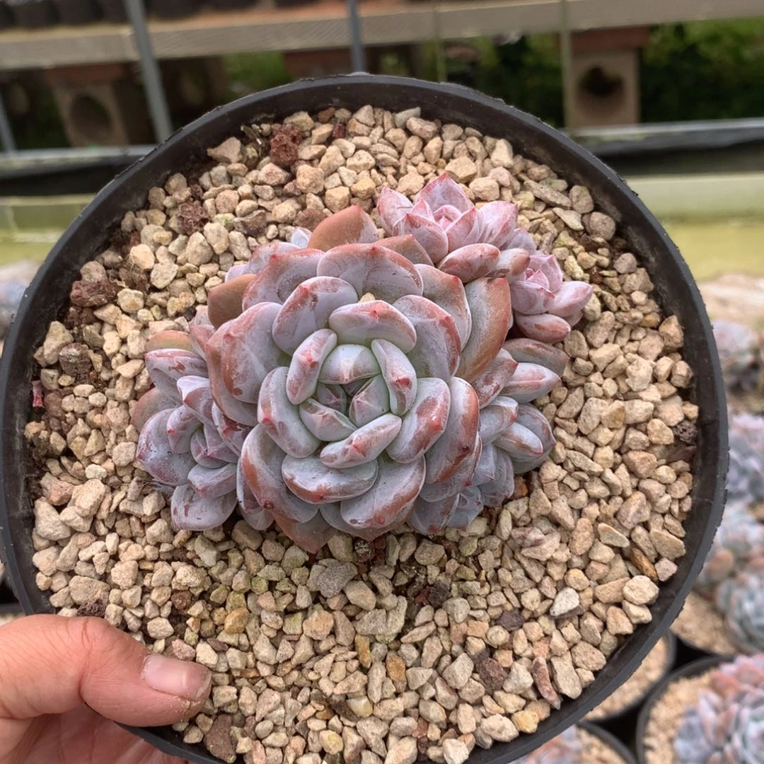 无花朵哈哈哈哈哈哈哈哈15