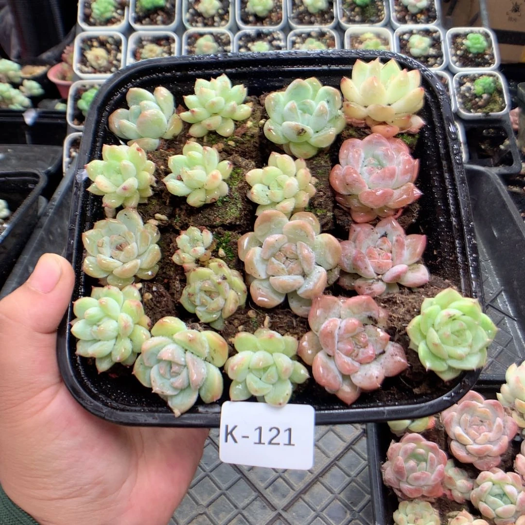 无花朵K121英语英语英语