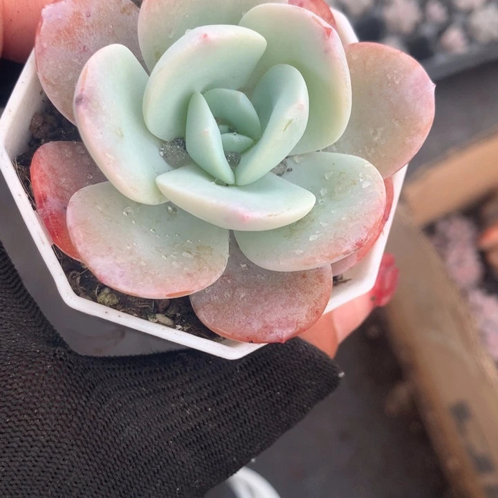 一代奶茶  （不满9.99发空盆冷地区不拍保温扣3.9多肉）