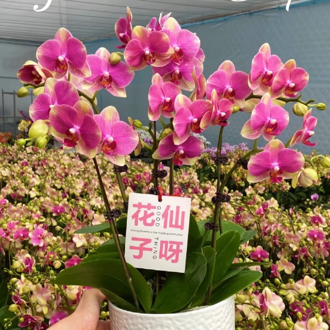 多彩蜜桃蝴蝶兰（高30，带花苞）