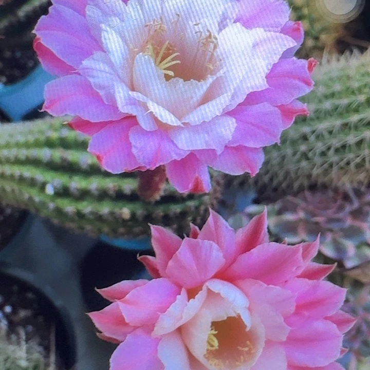 奈何之花侧芽5公分高金妞