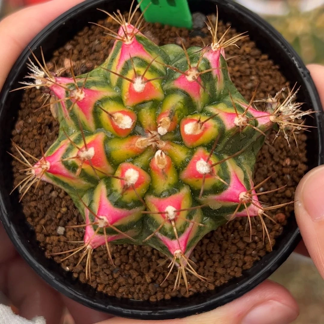 泰系侧芽花田H99