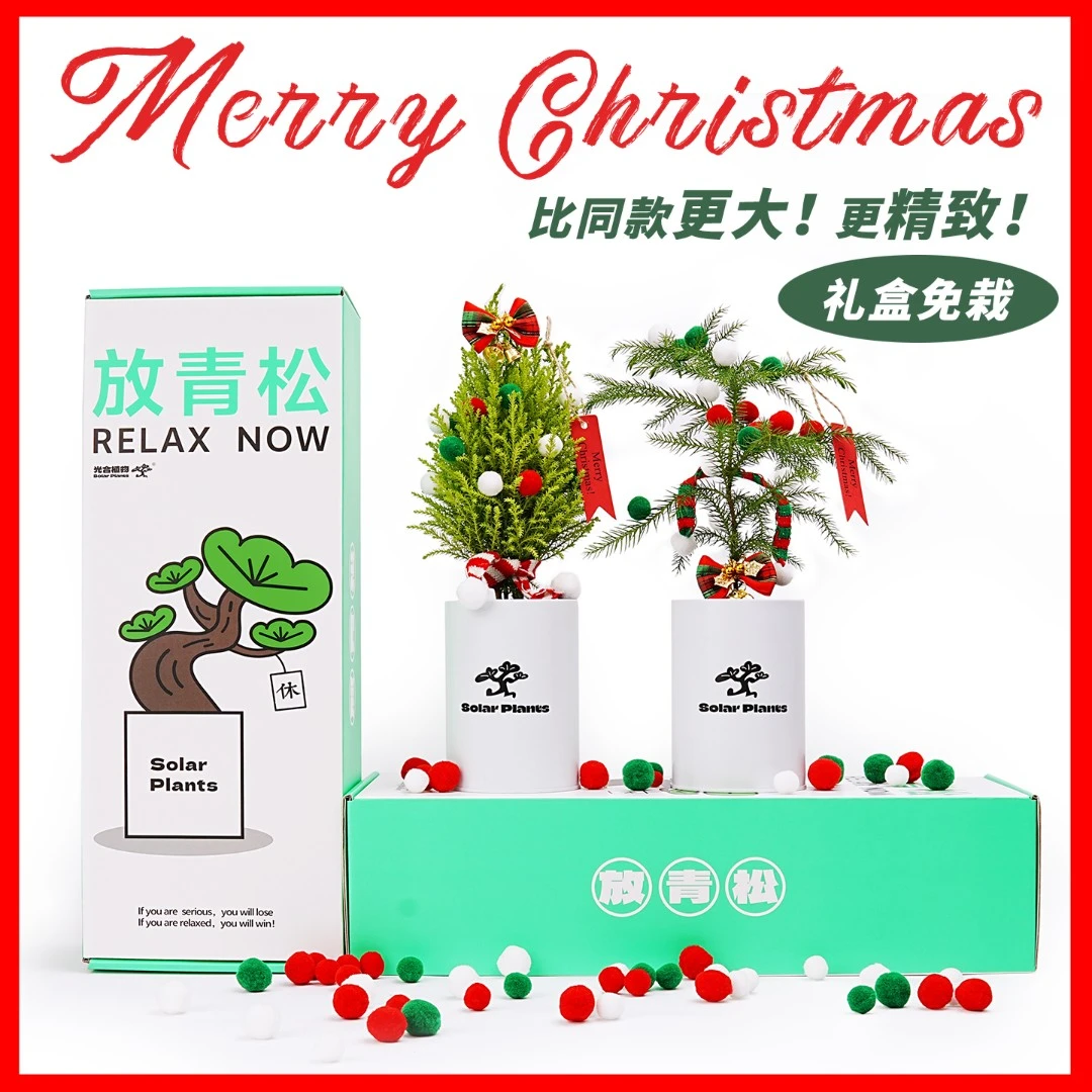 放青松绿植小盆栽圣诞树放轻松情绪稳定办公桌面绿植创意生日礼物