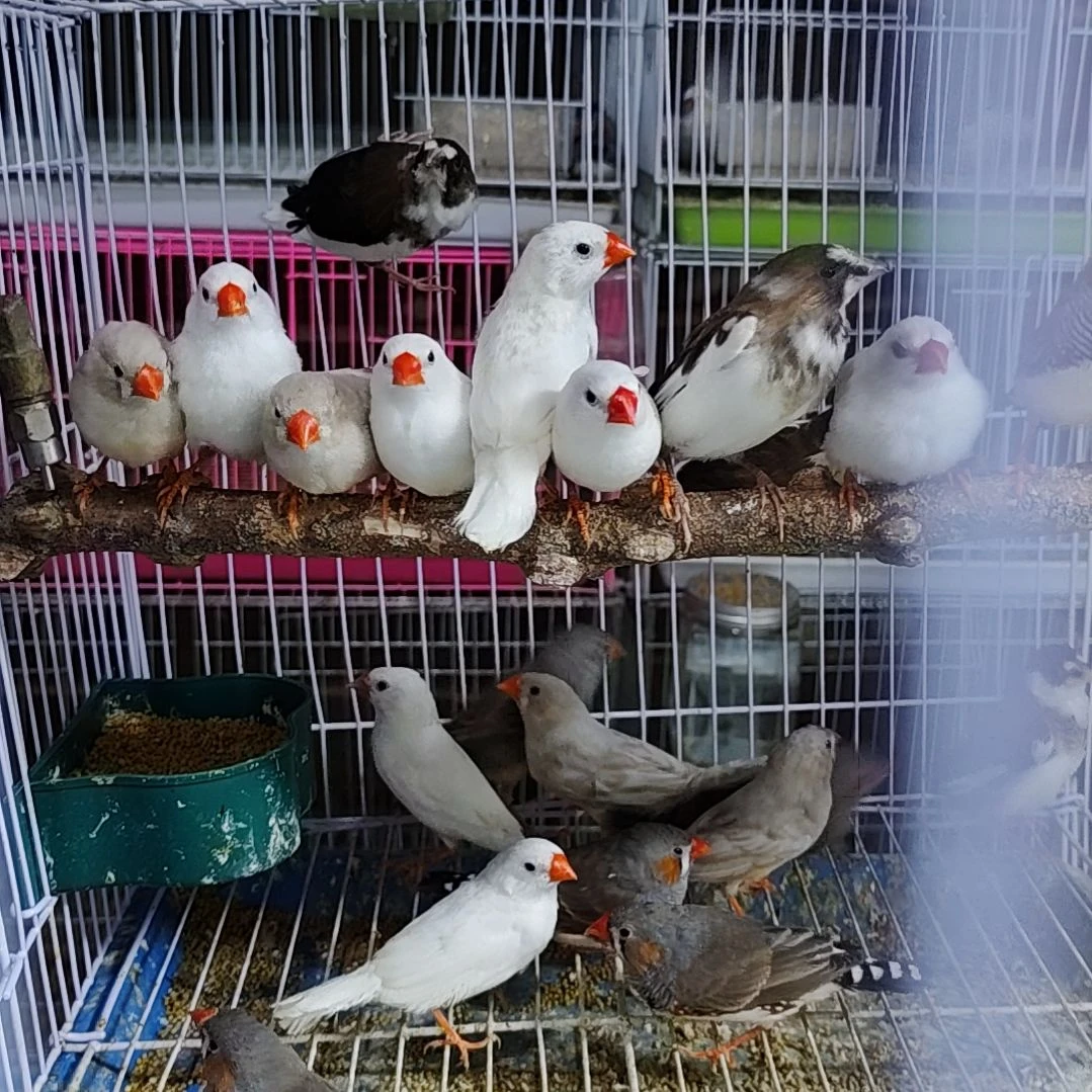 玉***哥文鸟珍珠鸟灰色白色驼色各一对