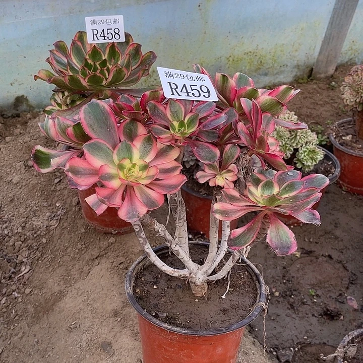 459红魔女多肉植物