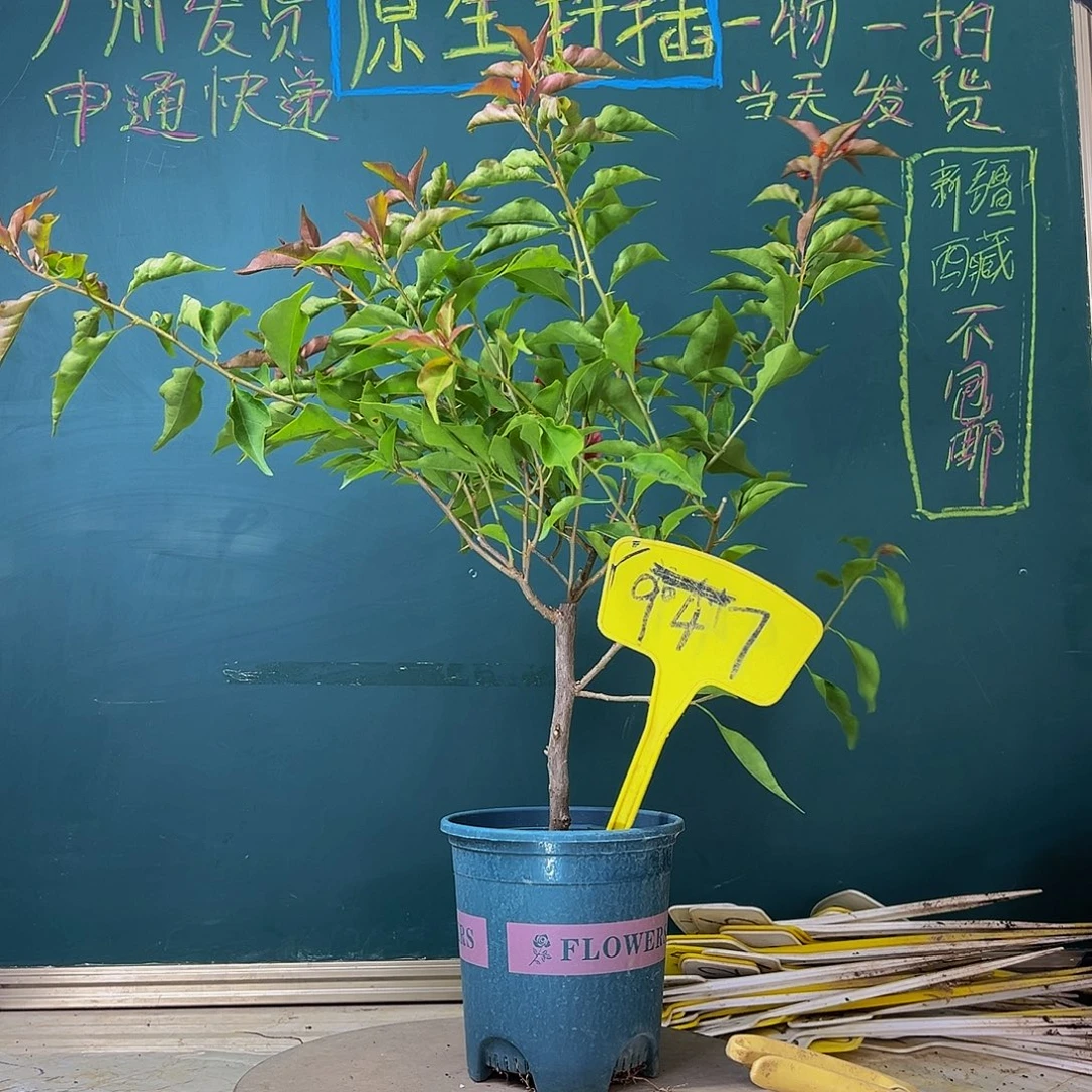 当前无花栽培后可以开花热火桑巴 947