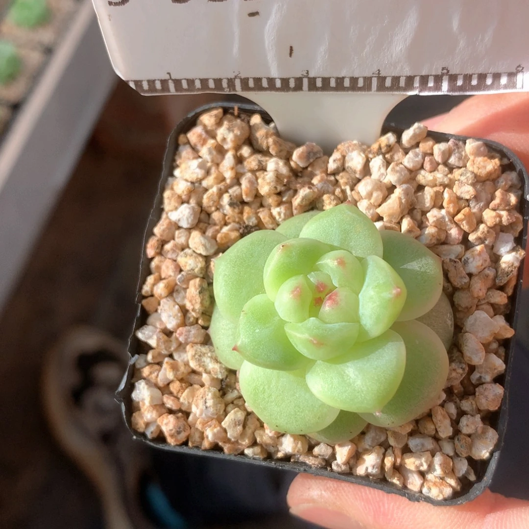珍妮优选多肉植物58包邮