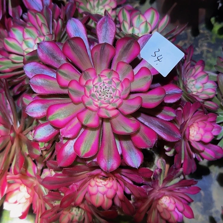 菊*醉精品红铜壶超白锦捧花福利34