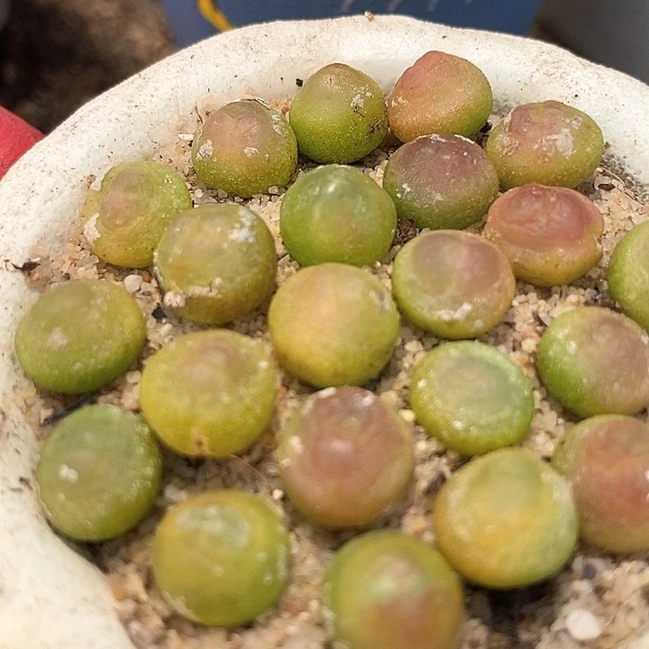 紫皮拉登一颗    0.8-1厘米    买2送1