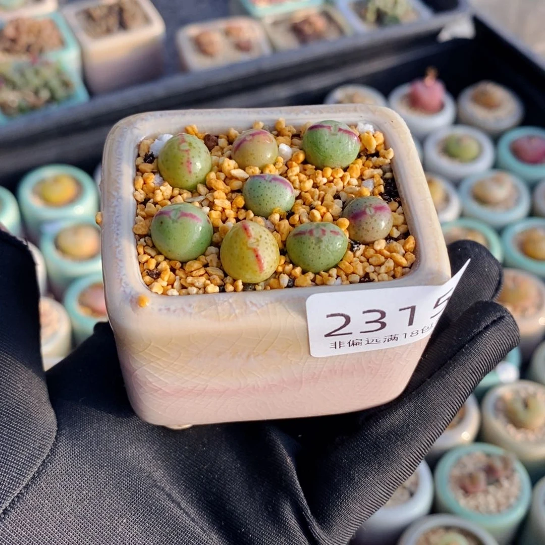 奕***园2315-一物一拍 带盆