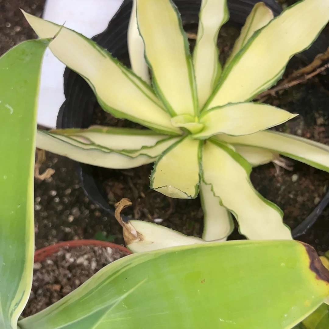 世*翡翠盘仁王冠龙舌兰植物