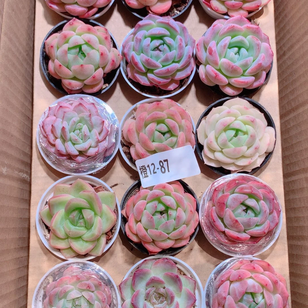 12-87一物一拍带盆18颗