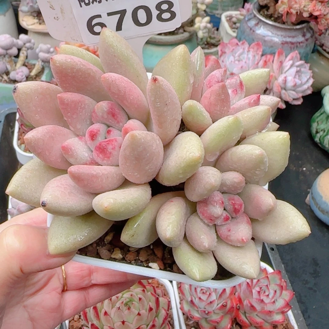 多肉植物6708……………..