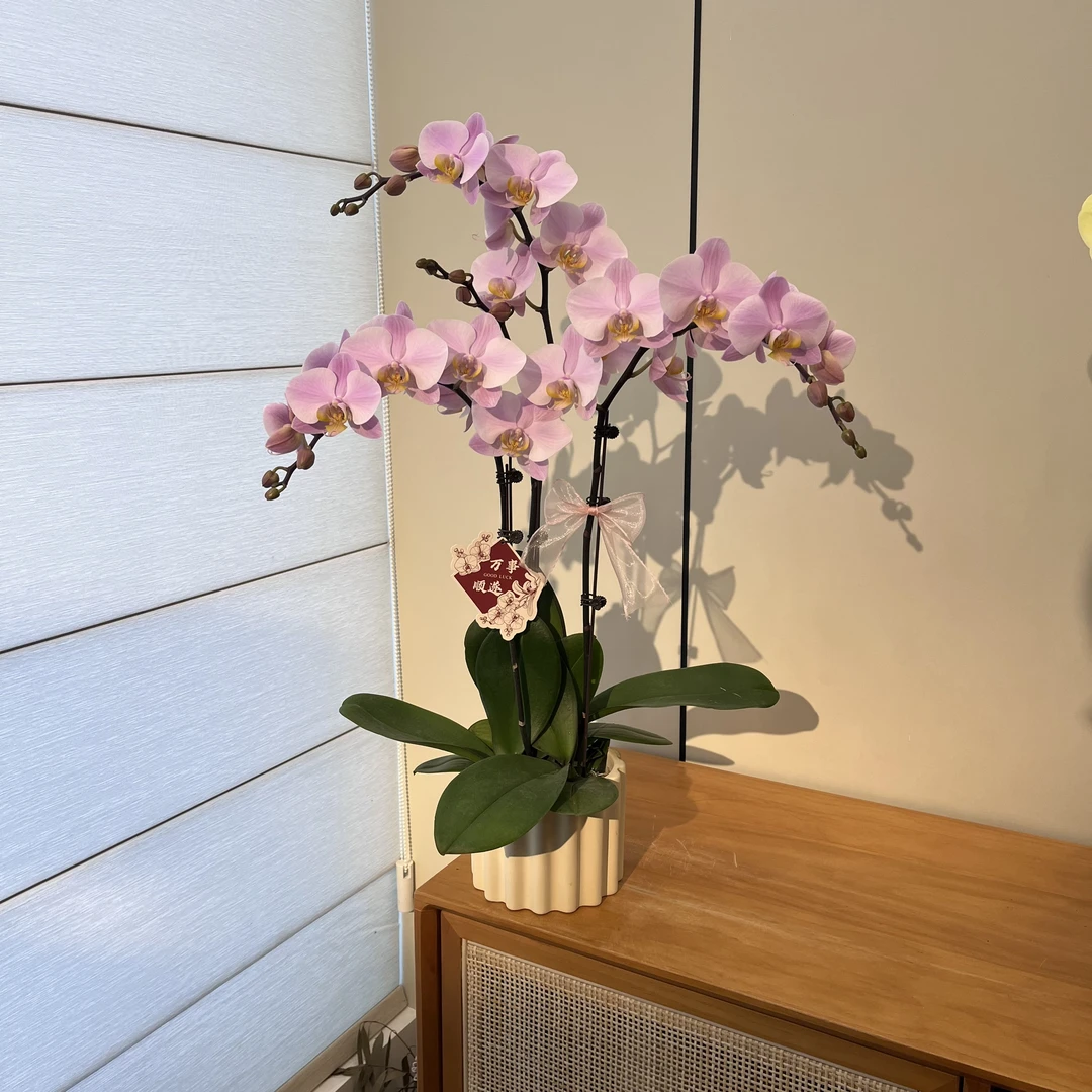 【萨利纳斯】花色高级 花期长 室内高端绿植花卉 商务礼品花