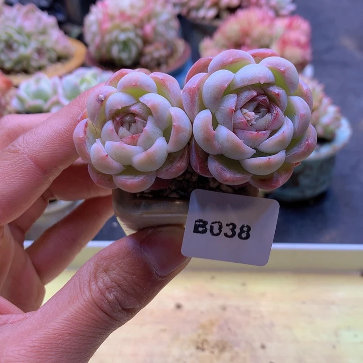 一物一拍满38包邮B038