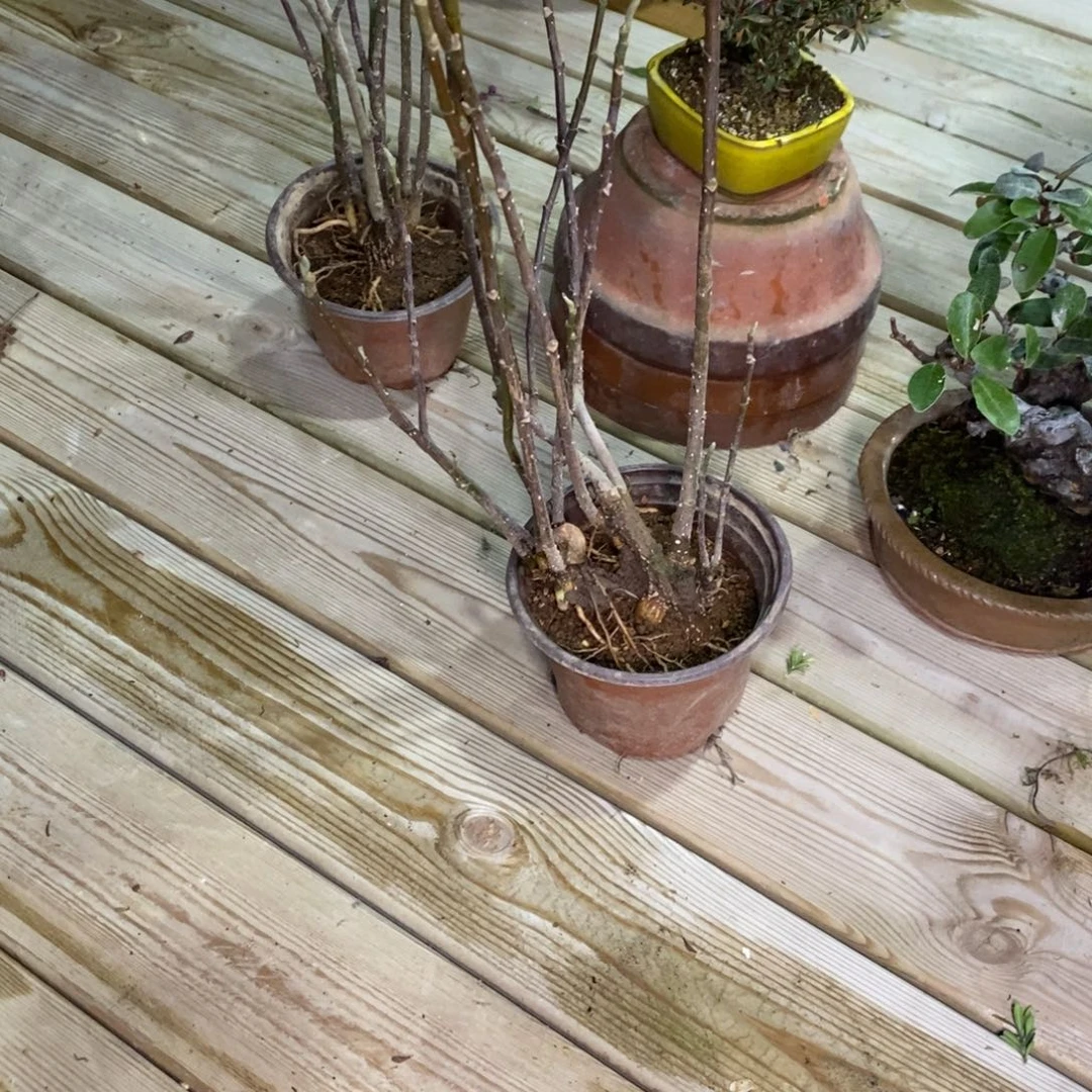 红陶《****》红红火火过大年姬辛夷