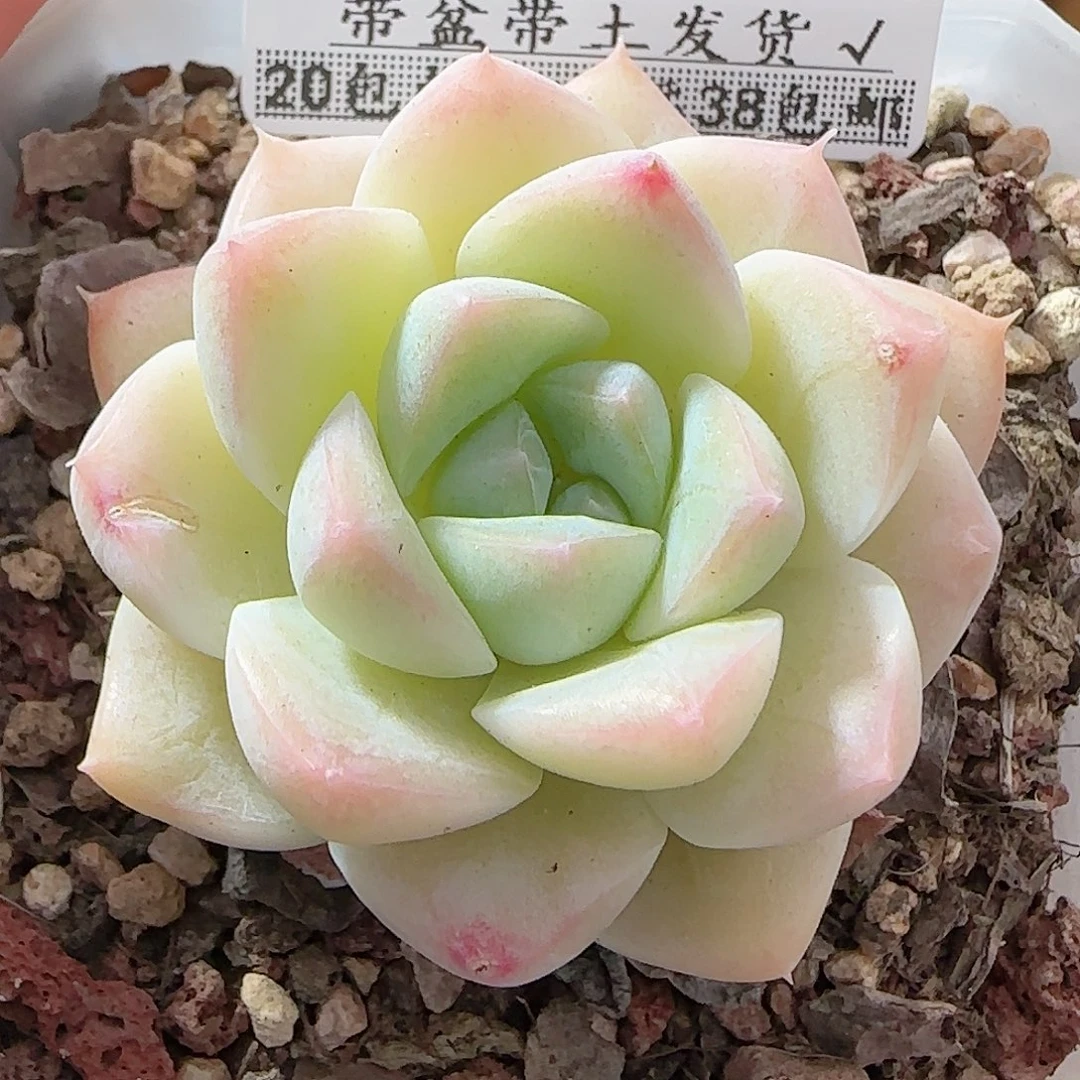 多肉0916--13白桃汽水