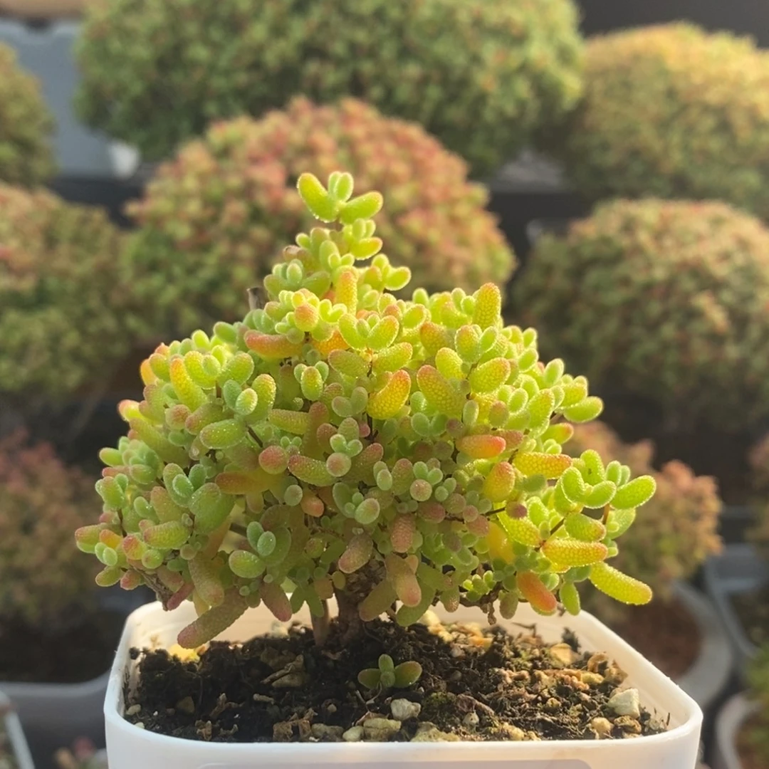 蜜橘糖球2277枝干番杏