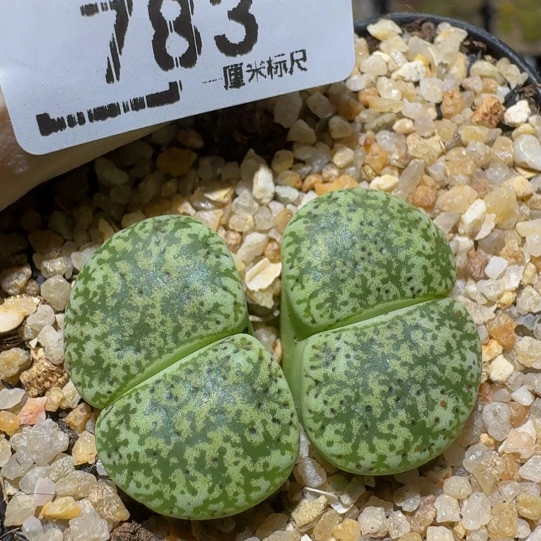 zzzzz生石花肉锥783