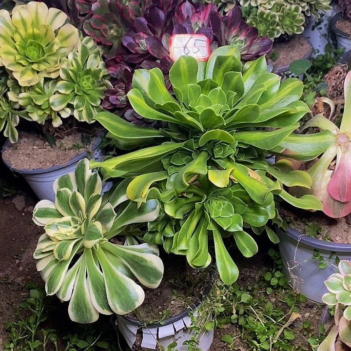 法师福利的65号链接