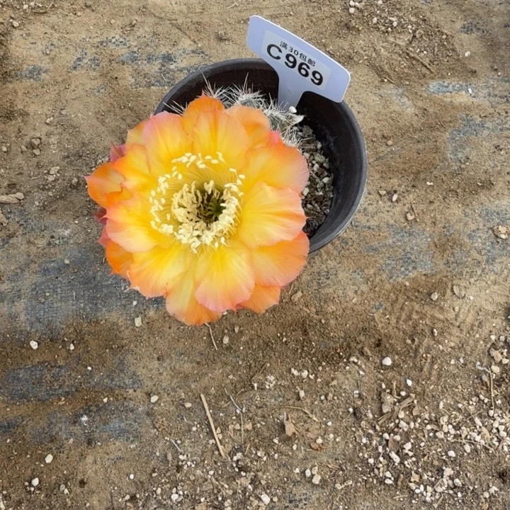 蔓藤花纹微瑕特价C969