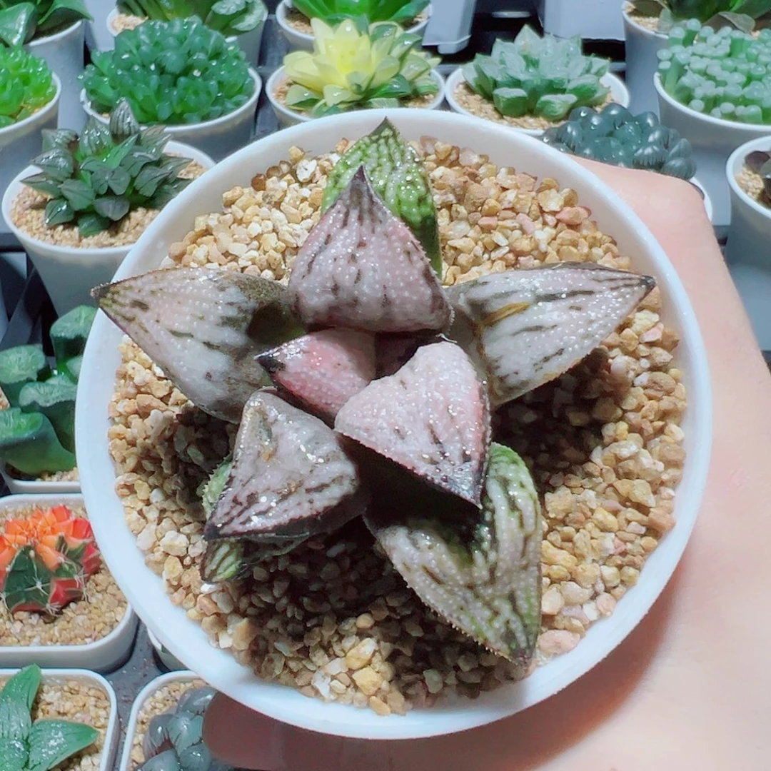 皇妃，11.8，666福利