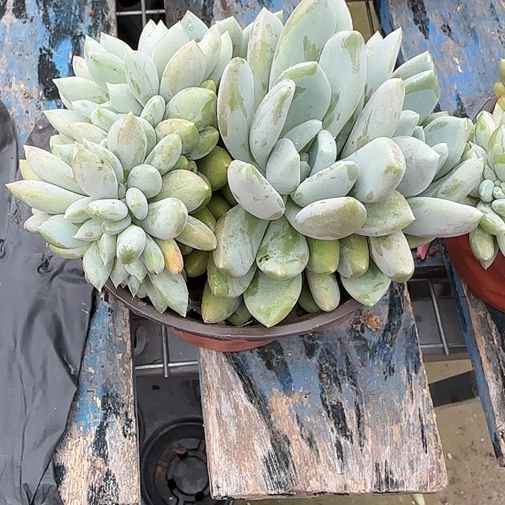 青蛙王子儿童牙膏套装11