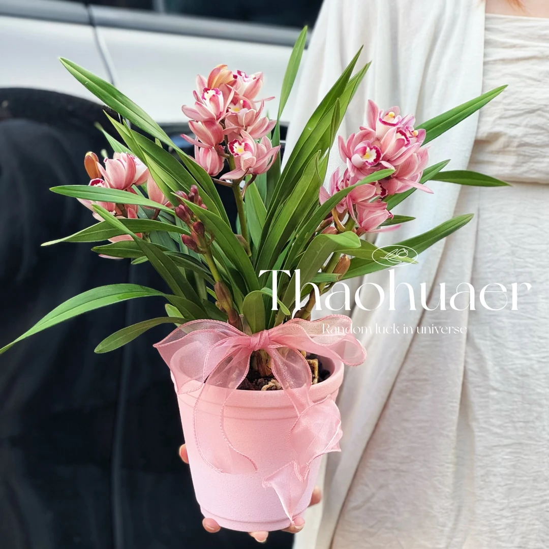 蕙兰惠兰带花苞带花剑原盆原土洋兰室内室外盆栽绿植好养