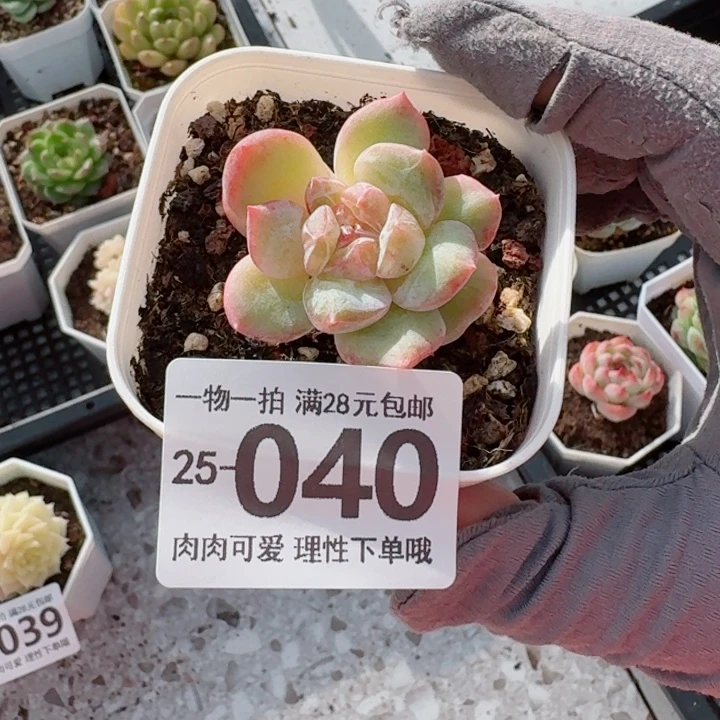 石化粉钻多肉无盆土发货