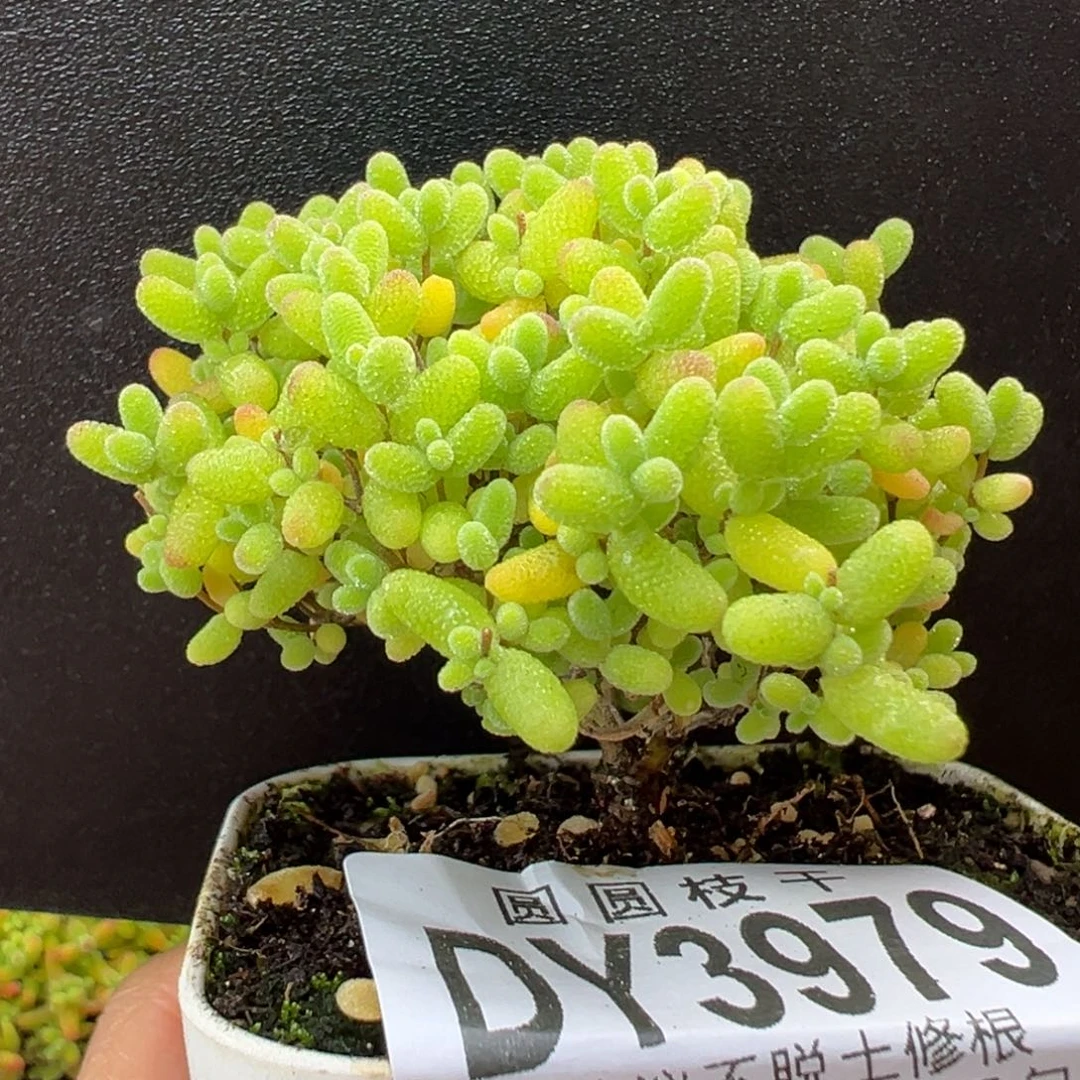 dy3979小可爱蜜橘糖球冠幅5.5cm