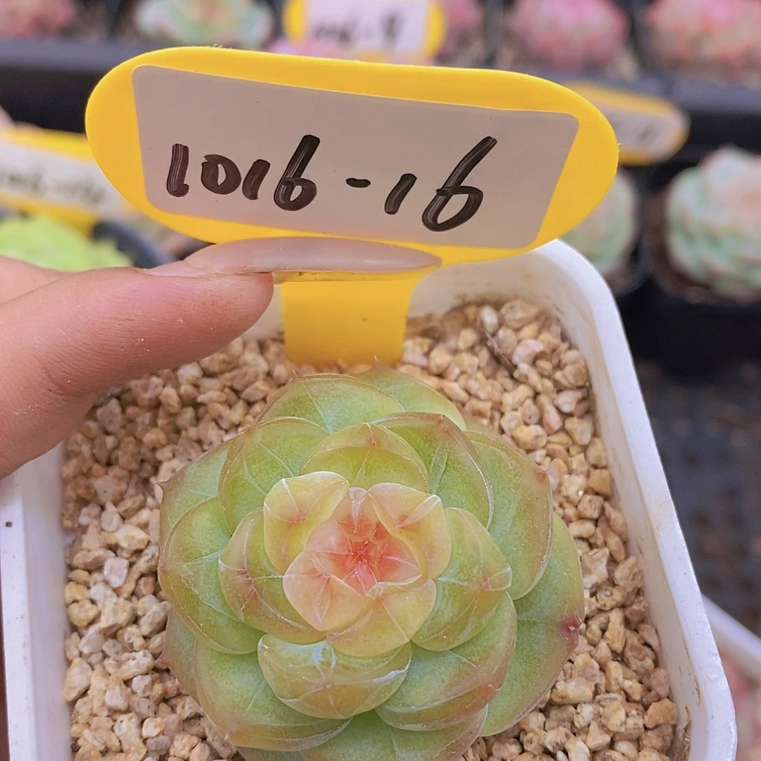 1016-16-精品珍妮糖心一颗一物一拍
