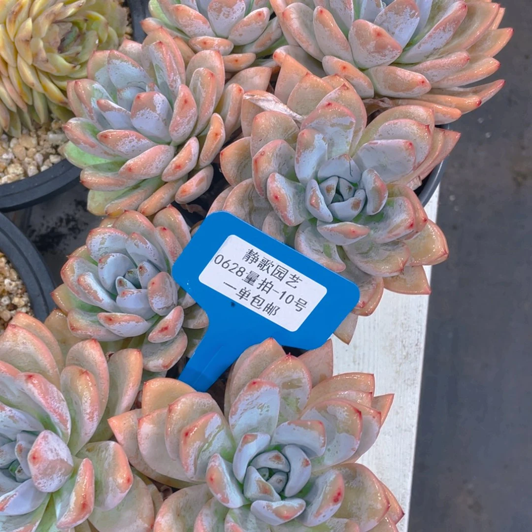 0628-10-星星雪老桩自然群生一刻
