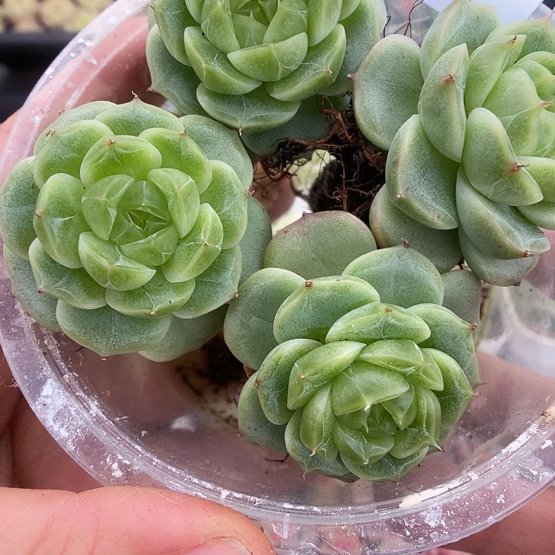 一物一拍一物一拍925-888