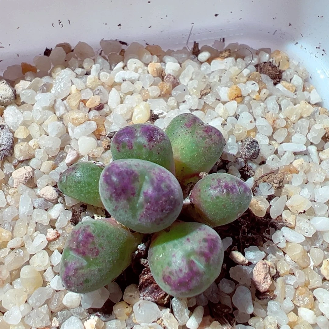 1116-127多肉多肉sb632斑马